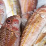 fish supplier singapore