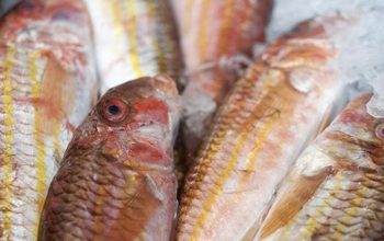 fish supplier singapore