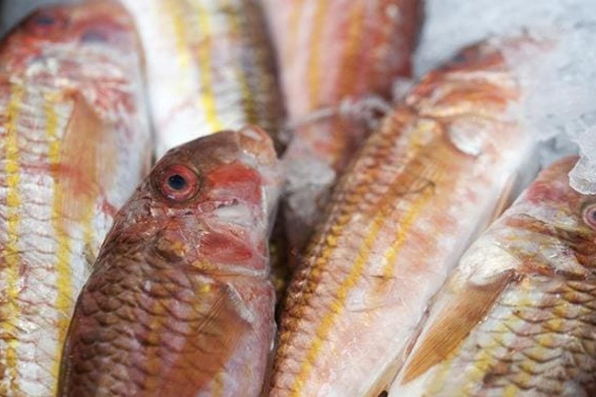 Fish supplier Singapore